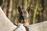 MALINOIS 1127